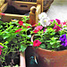 The second lot of petunias, planted in trough and pot The second lot of petunias, planted in trough and pot