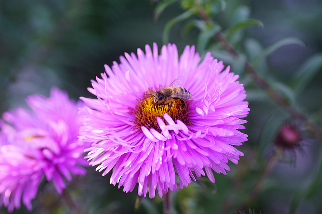 Honigbiene auf Aster im Abendlicht