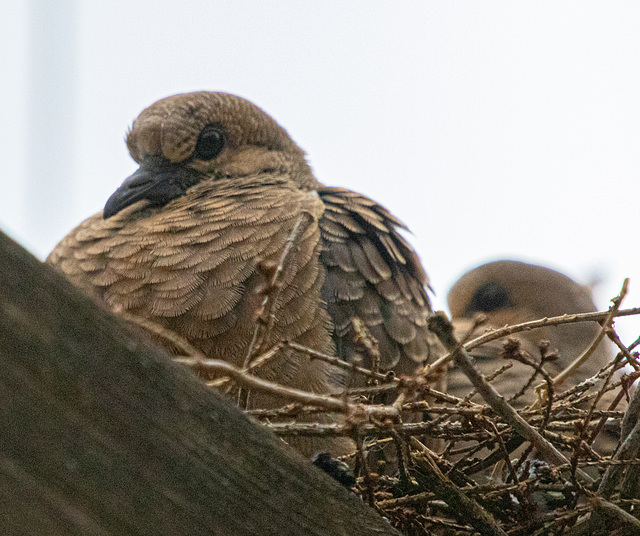 Cold Snap - Mourning Dove and Chicks 3