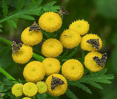 20210831 2751CPw [D~LIP] Rainfarn (Tanacetum vulgare), Brennnessel-Spreizflügelfalter (Anthophila fabriciana), Insekt, UWZ, Bad Salzuflen