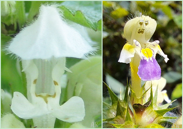 Blumengesichter  ---  Flowerfaces