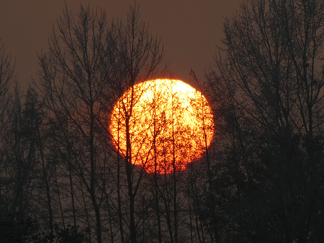 Morgensonne hinter Bäumen