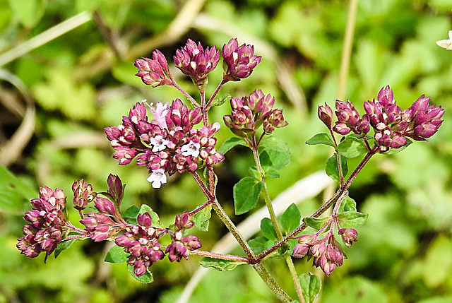 20240718 0541CPw [D~LIP] Dost (Origanum vulgare), BS