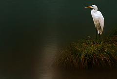 grande aigrette  (Seine & Marne)