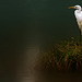 grande aigrette  (Seine & Marne)