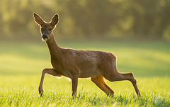Roe Deer at Sunrise 2