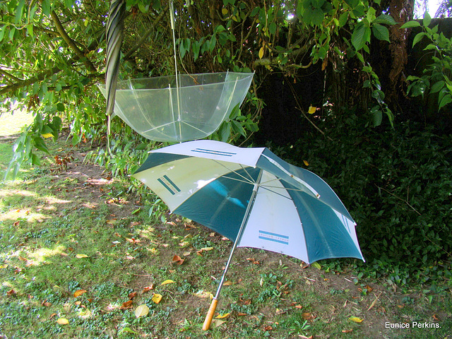 Umbrellas.