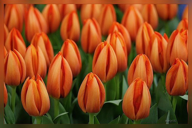 tulpen