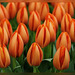 tulpen