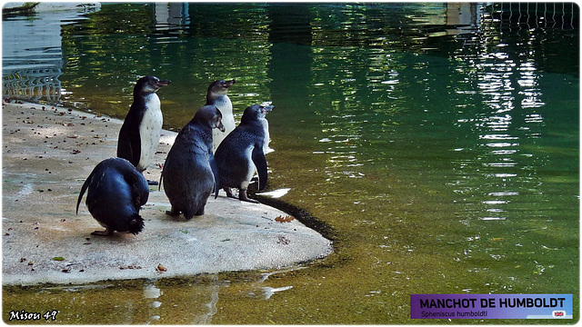 ZOO de BEAUVAL