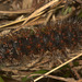 IMG 8414caterpillar