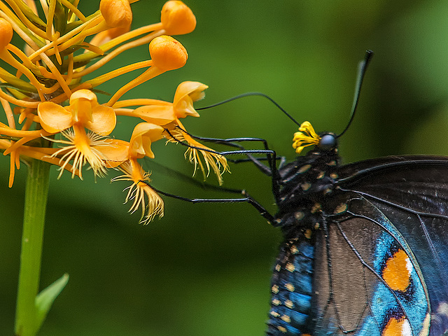 Battus philenor (Pipevine Swallowtail Butterfly) pollinating Platanthera ciliaris (Yellow Fringed orchid)