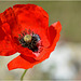 Coquelicot 1