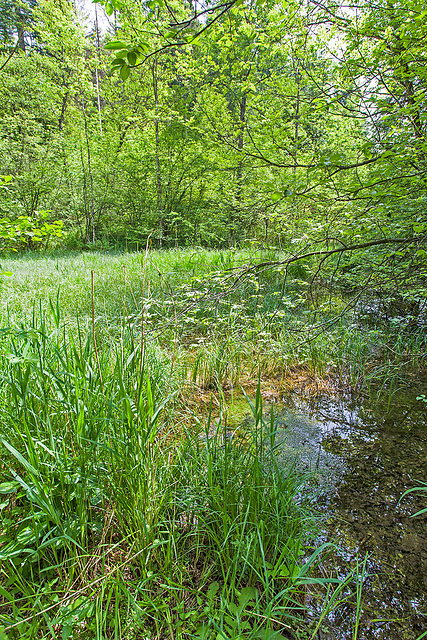 120527 Sihlbrugg-Sihlwald O