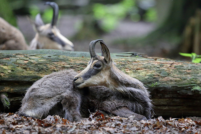 Gemse (Wildpark Pforzheim)