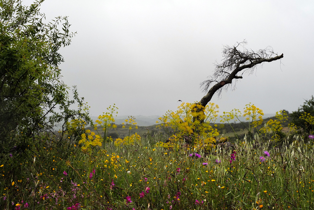 Penedos, rainy day