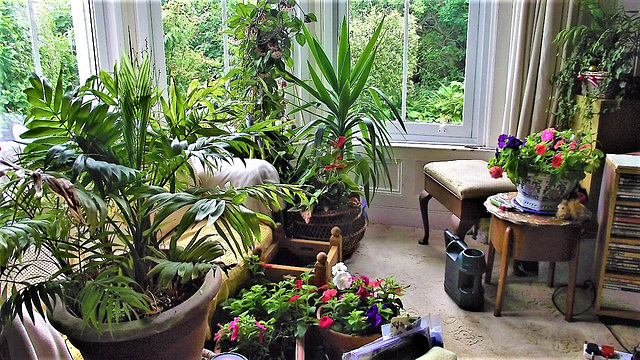 My bay window is full of plants and flowers