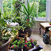 My bay window is full of plants and flowers My bay window is full of plants and flowers