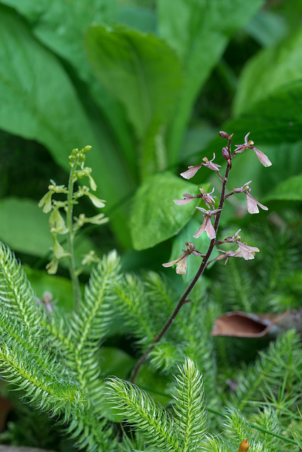 Neottia smallii (Appalachian Twayblade orchid)