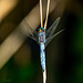 Südlicher Blaupfeil (engl: Southern Skimmer) - Orthetrum brunneum