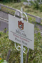 Weinbau bei Melnik