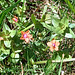 Scarlet Pimpernel (Anagallis arvensis)