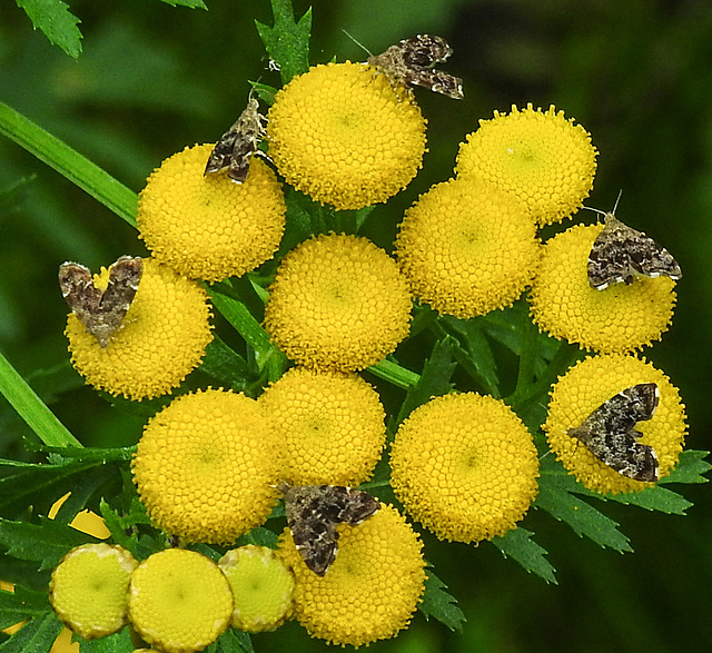 20210831 2752CPw [D~LIP] Rainfarn (Tanacetum vulgare), Brennnessel-Spreizflügelfalter (Anthophila fabriciana), UWZ, Bad Salzuflen