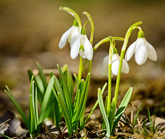 ........die Schneeglöckchen läuten immer den Frühling ein.................the snowdrops always herald spring.................les perce-neige annoncent toujours le printemps.........