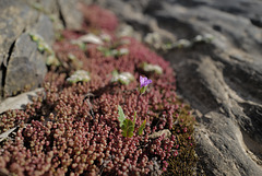 Erodium botrys, Geraniaceae, Penedos