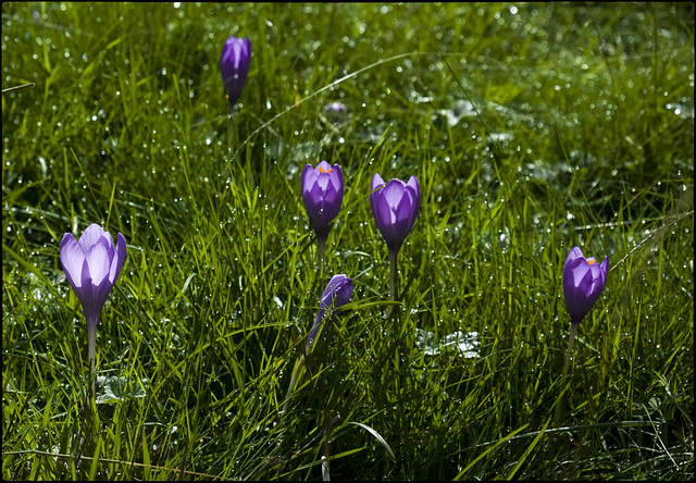 Crocus Nudiflorus - Safrà bord Pirenenc