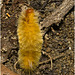 IMG 2398 Caterpillar