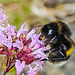 20240718 0543CPw [D~LIP] Dost (Origanum vulgare), Helle Erdhummel (Bombus lucorum), BS