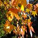 Autumnish!