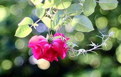 Rose ohne Kavalier