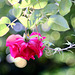 Rose ohne Kavalier