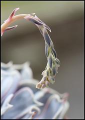 Echeveria lilacina