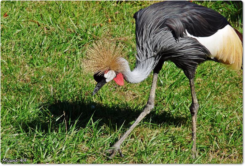 ZOO de BEAUVAL