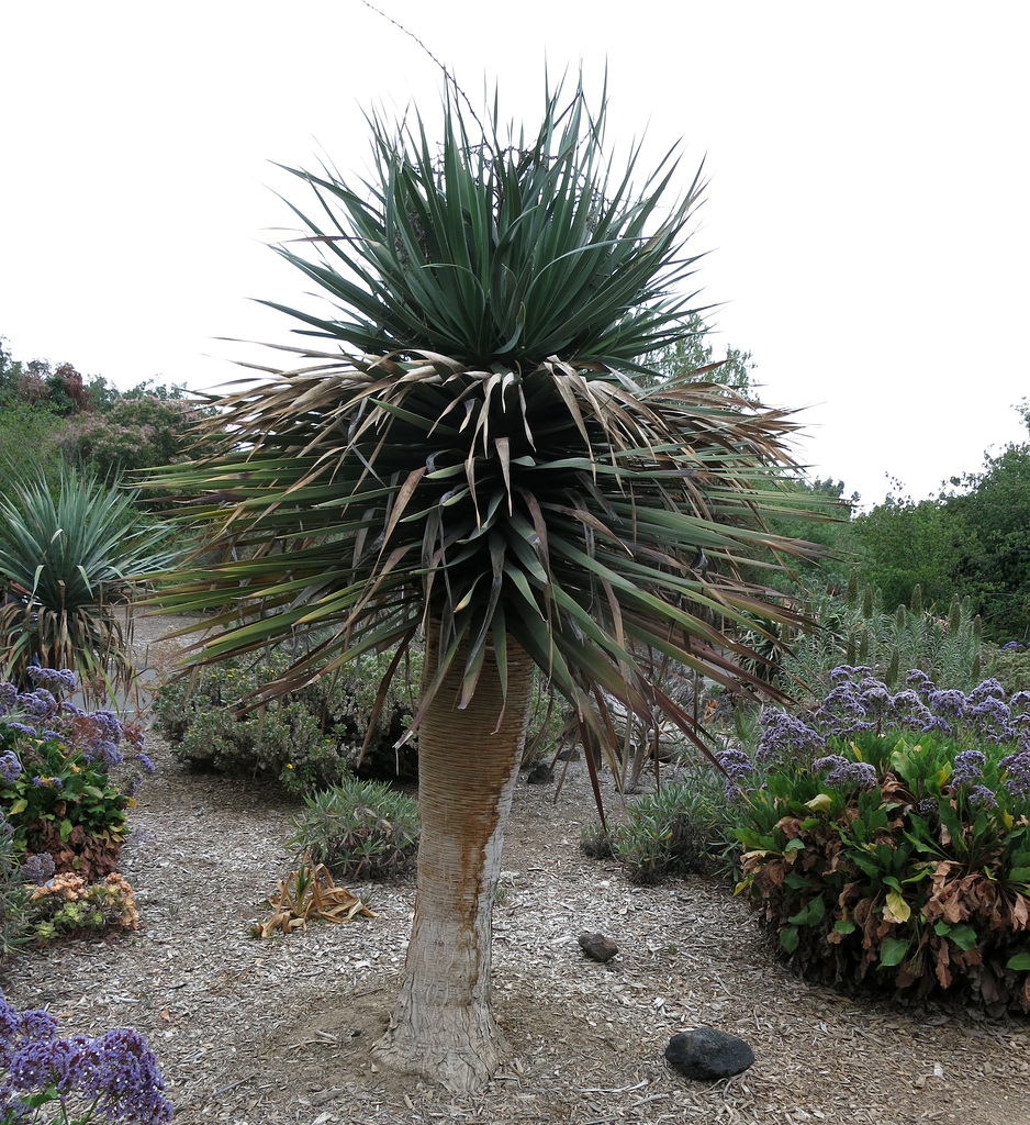 L.A. County Arboretum (0872)