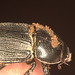 IMG 8396beetle