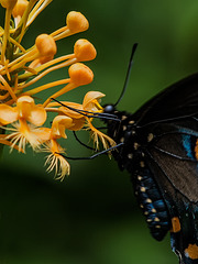 Battus philenor (Pipevine Swallowtail Butterfly) pollinating Platanthera ciliaris (Yellow Fringed orchid)