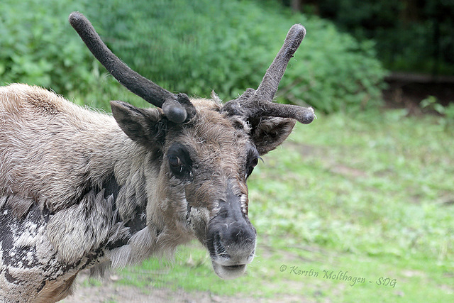 Mama Rentier (Zoo Pforzheim)