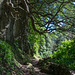 unterwegs zum Salto do Cagarrão (© Buelipix)