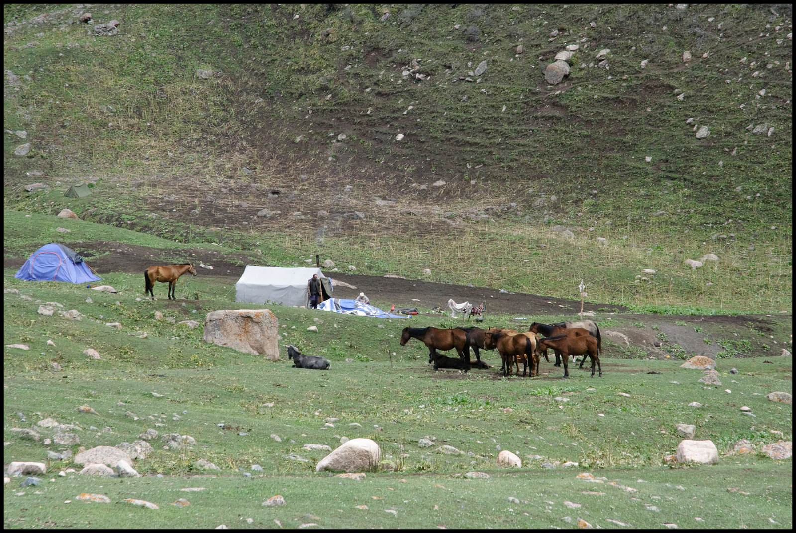 Horse shepherding