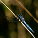 Südlicher Blaupfeil (engl: Southern Skimmer) - Orthetrum brunneum