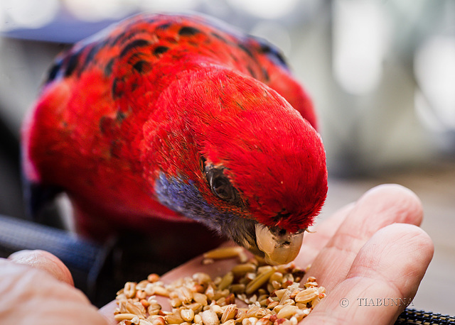 Feed time for Fred