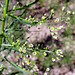Horseweed (Erigeron canadensis)