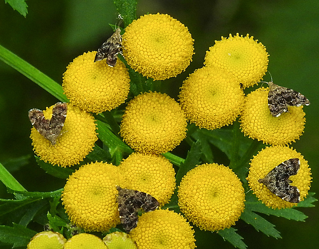 20210831 2753CPw [D~LIP] Rainfarn (Tanacetum vulgare), Brennnessel-Spreizflügelfalter (Anthophila fabriciana), UWZ, Bad Salzuflen