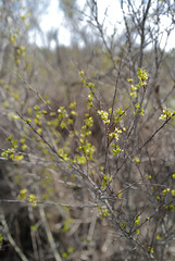 Forestiera pubescens, Oleaceae, Penedos