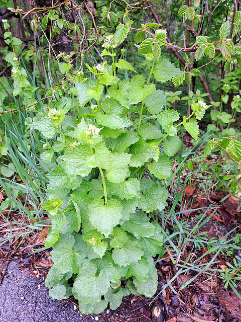 Knoblauchsrauke (Alliaria petiolata (M. Bieb.) Cavara & Grande; Syn.: Alliaria officinalis Andrz. ex M. Bieb.)