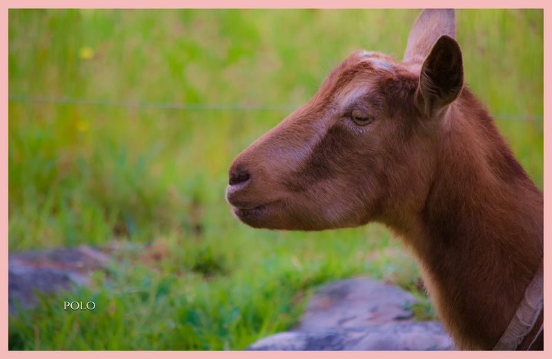 Animales domésticos; cabras